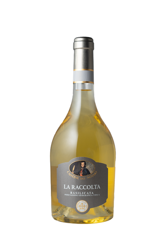 Raccolta 2021 Basilicata bianco Cantine del Notaio